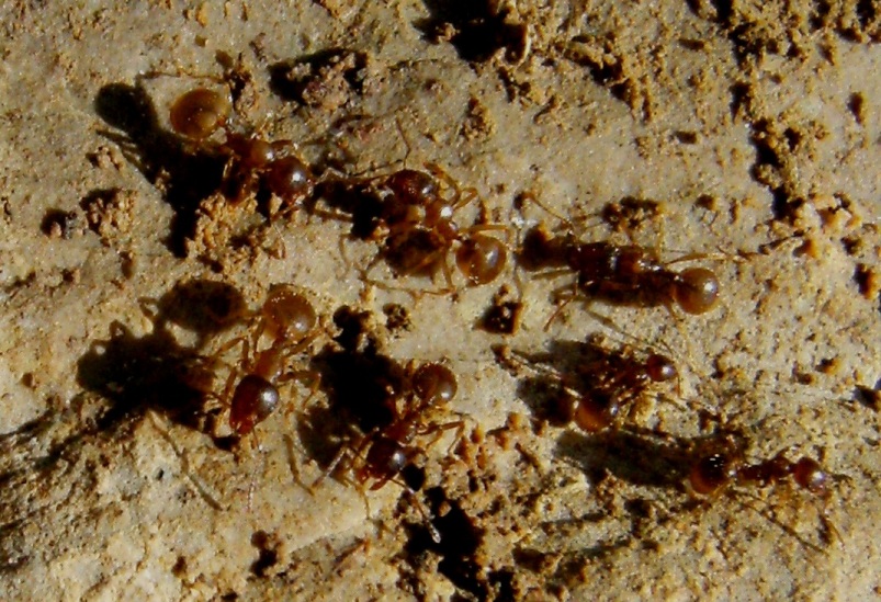 Formiche con addome gonfio: Aphaenogaster subterranea